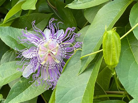 Passionflower A Southern Native Vine —