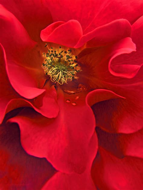 Awakening Red Rose Flower Photograph By Jennie Marie Schell Fine Art