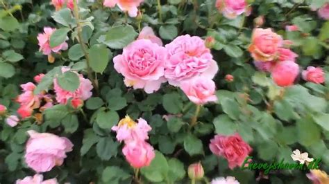 Check out our david austin roses selection for the very best in unique or custom, handmade pieces from our artificial flowers shops. David Austin Rose Garden - YouTube
