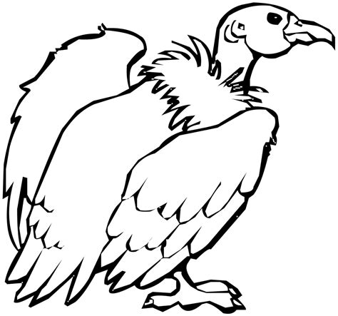 Vulture Coloring Pages Preschool And Kindergarten