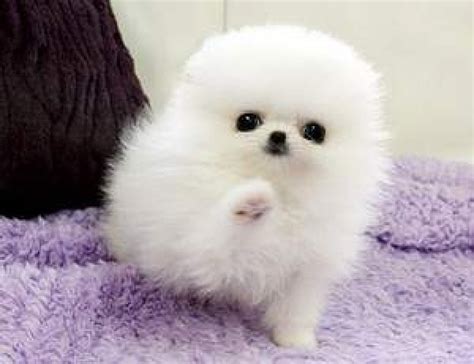 Playful Adorable Teacup White Pomeranian Puppies For Sale Offer