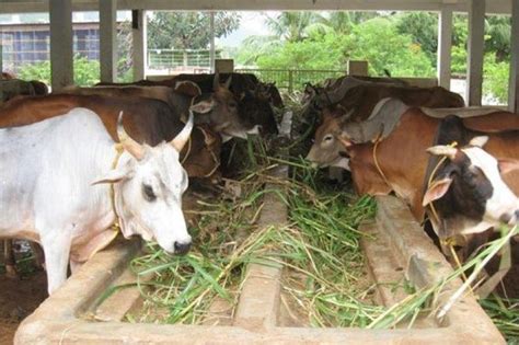 As our name promises, farm fresh means dairy from our farms, delivered to you as freshly and naturally as possible. Do cows in India have to work on farms? - Quora