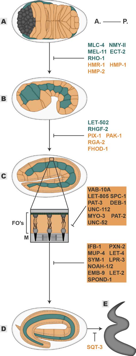 How to use elongates in a sentence. Elongation. The embryo progressively elongates from an ...