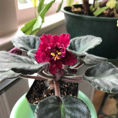 13 Types Of Red African Violets African Violet Resource Center