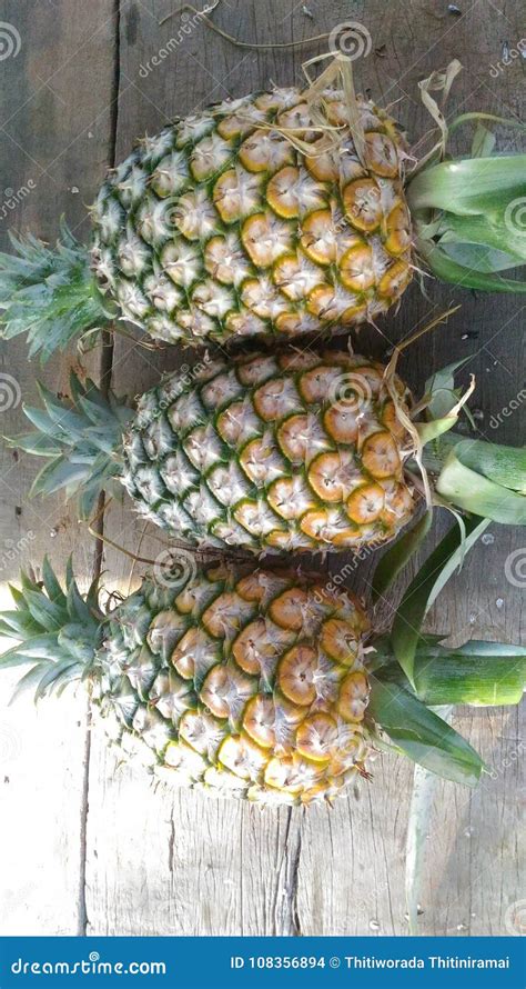 Fresh Pineapple Farm Chaiyaphum Thailand Stock Photo Image Of
