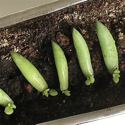 The Best Way To Propagate Succulents From Leaves Wikihow