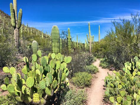 10 Best Sonoran Desert Hikes Near Tucson Arizona Fatmap