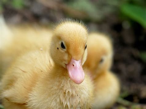 Yellow Ducks Pictures Download Free Images On Unsplash