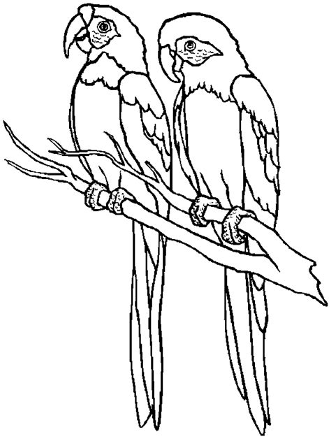 Hd Animals Parrot Bird Coloring Pages Free Movie Hd