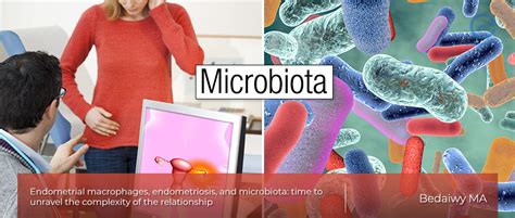 The Role Of Microbiota In The Etiopathogenesis Of Endometriosis Endonews