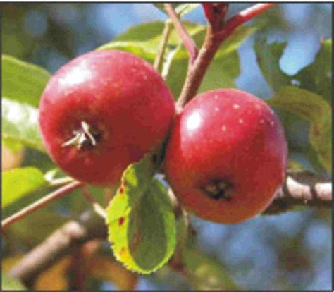 Home Of Natural Fruits Health Benefits Of Crabapple