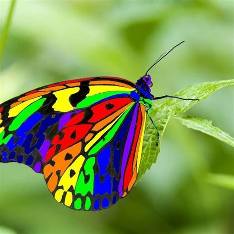 √ 6 Different Types Of Butterflies Butterfly Pictures Beautiful