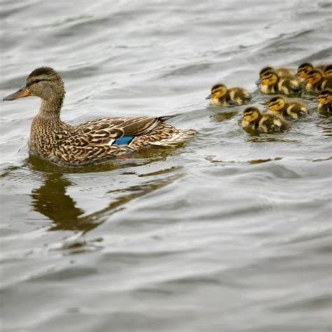 Males and females develop different traits at sexual maturity, which is why it's possible to accurately determine the gender at this point. How to Tell the Difference Between Male and Female Ducks ...
