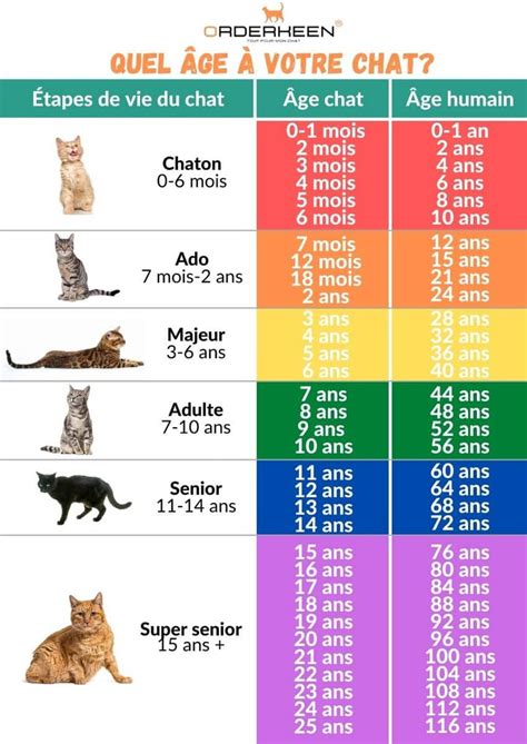 ¿cómo sabes cuántos años tiene tu gato en años humanos ordenado
