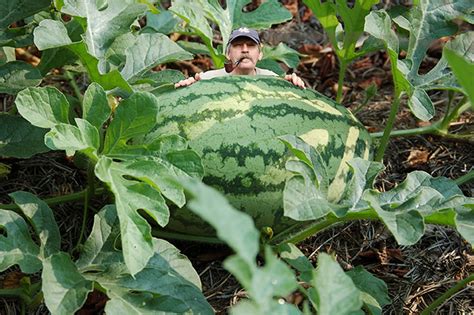 Worlds Biggest Watermelon Flickr Photo Sharing