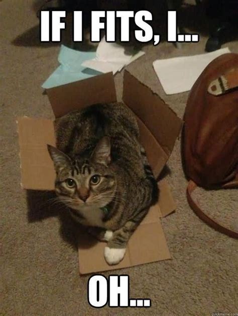 Funny animal memes cute funny animals funny memes memes humor funny drunk funny pics funny videos 9gag funny fat cats cat noises meaning cats blinking communication,different cat noises do cats blink their eyes,speaking. 50 Top Cat Meme Pictures Images and Photos | QuotesBae