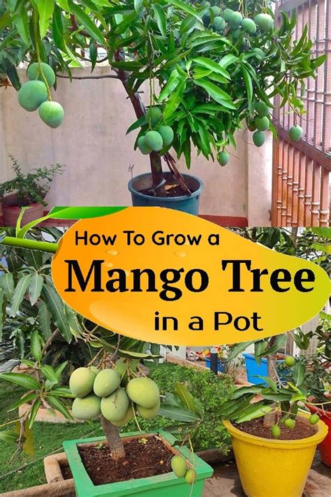 Everything About Growing Mango Tree Mango Tree Care In Pot