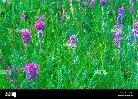 Purple Wild Flowers Stock Photo Alamy