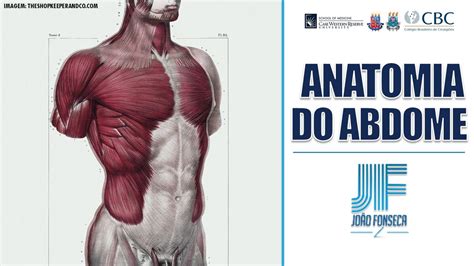 HÉrnias Abdominais Parte 1 Anatomia Do Abdome Generalidades 👨🏽‍⚕️🚑