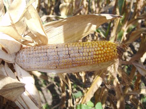 Diplodia Ear Rot Could Complicate Grain Management Seed Decisions