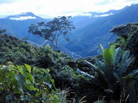 Bolivia Yungas Yungas La Paz To Go To Los Yungas In Bolivia You
