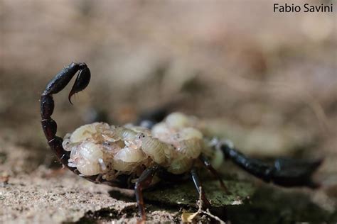Euscorpius Italicus Female Of Italian Small Wood Scorpion Flickr