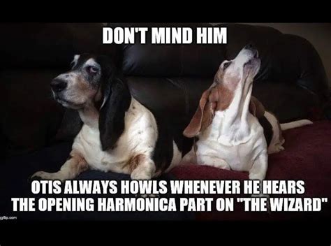 21 Funny Basset Hound Dog Memes Page 8 Of 8 The Paws