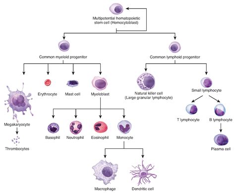 This Flowchart Shows The Differentiation Of A Hemocytoblast A Stem