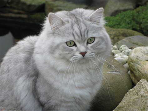 The british longhair is an average sized breed of longhaired cat, originating in great britain. British Longhair - Information, Health, Pictures ...