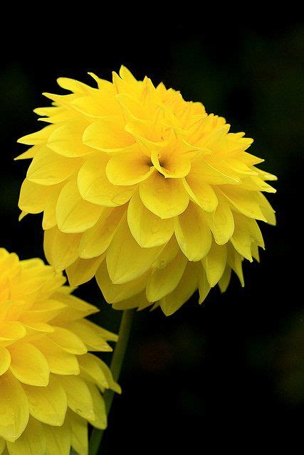 Check spelling or type a new query. Enticing Yellow (Explored) | Beautiful flowers, Yellow ...