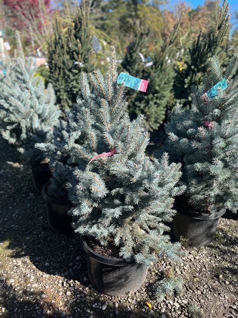 Bacheri Blue Colorado Spruce — Gardens Of The World