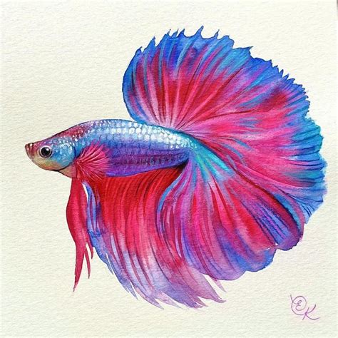 Betta Fish Original Painting Siamese Fighting Fish Watercolour