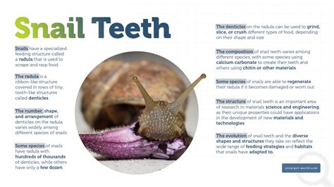 Snail Teeth Uncovering The Secrets Of These Tiny Wonders