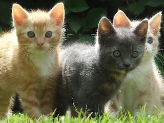 kittens wallpapers fun animals wiki  pictures stories