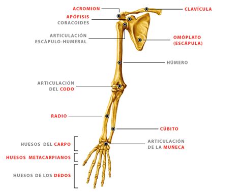 Los Huesos Del Cuerpo Humano 2016