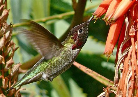 5 Types Of Pollinators Humming Bird Feeders Hummingbird Feeding