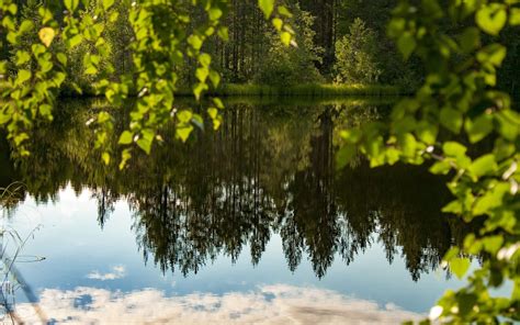 Landscape Forest Lake Evening Summer Forest Tree Beauty
