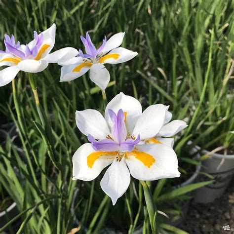 African Iris — Green Acres Nursery And Supply