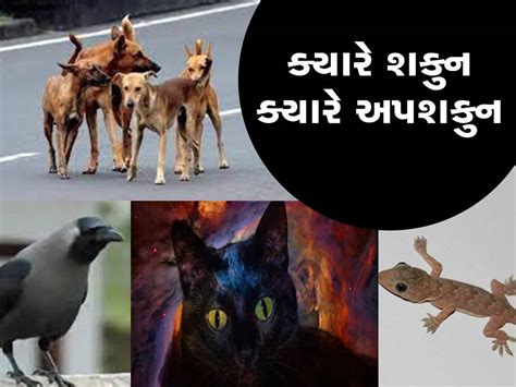 Know Birds And Animals Related Omen And Bad Omen Indications In Gujarati