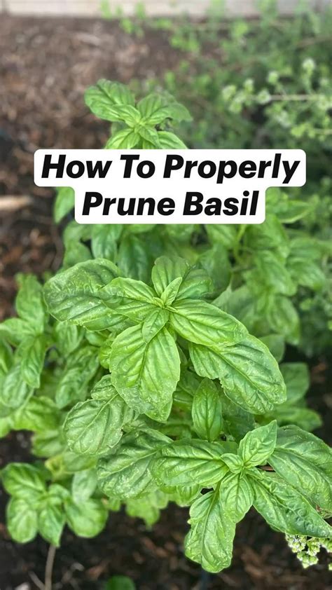 Basil Plants With The Words How To Properly Prune Basil On Them In