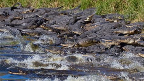 Dozens Of Alligators Flock To 134 Foot Deep Sinkhole In Florida Cbs News