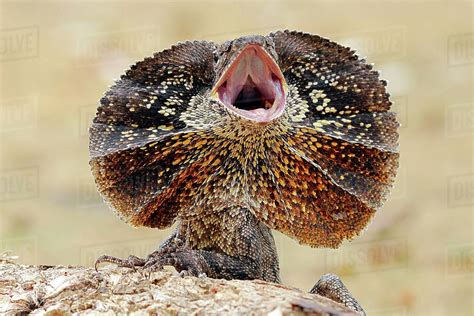 Angry Frilled Neck Lizard Chlamydosaurus Kingii Australia Stock