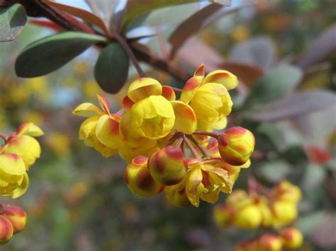 Yellow Barberry Flowers On A Branch Free Image Download