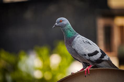 Pigeon Dove Bird Free Photo On Pixabay Pixabay