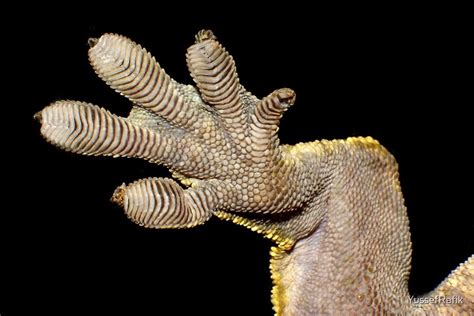 Crested Gecko Foot By Yussefrafik Redbubble