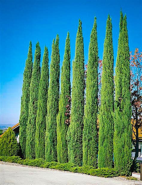 Italian Cypress Tree Facts Cultivars Growth Rate