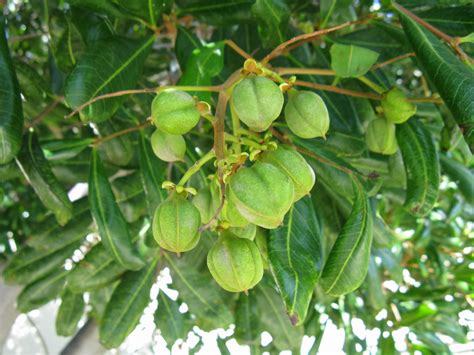 1 1/2 to 4 inches long, 1 to 2 1/2 inches wide; Trees of Santa Cruz County: Cupaniopsis anacardioides ...