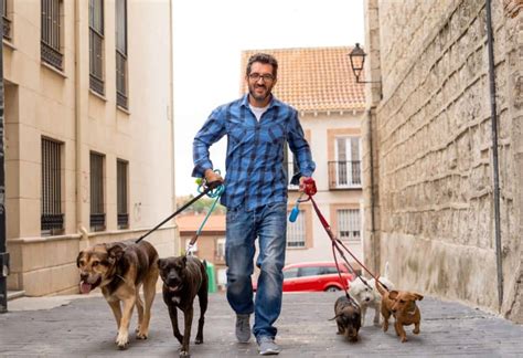 Dog Walking Service Check Recommendations Review Qualifications