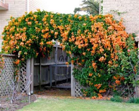 ¿cómo se llama la enredadera con flores naranjas? Plantas que dan belleza a todo sitio | elsalvador.com