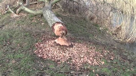 Pul biber enthält oft auch etwas salz, was du beim verwenden berücksichtigen solltest. Ein Biberbau im Weinviertel (HD) - YouTube
